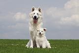 BERGER BLANC SUISSE - ADULTS ET PUPPIES 026